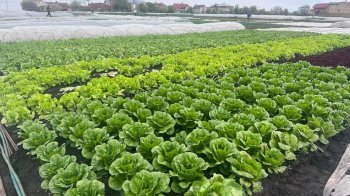 Рання городина на Львівщині цьогоріч вродила пізніше: у чому причина