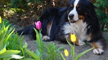 Похмуро, але без дощу: якою буде пʼятниця 29 квітня на Львівщині