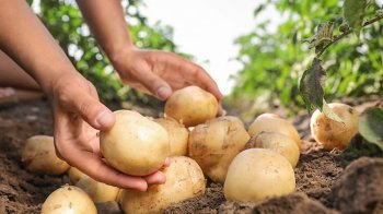 які сорти картоплі найкращі