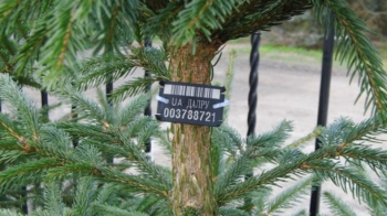 Законний продаж ялинок