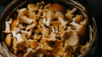 Що робити з грибами після збирання та як найкраще їх зберігати: поради