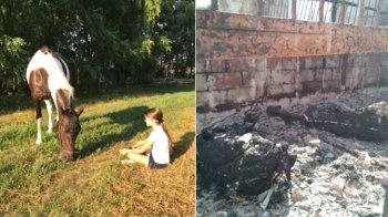 У Гостомелі російські варвари живцем спалили прив’язаних коней