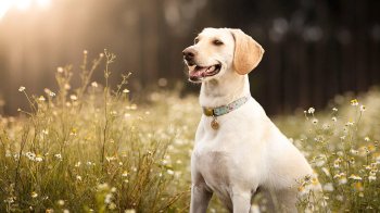 Безкоштовна вакцинація від сказу для тварин у Львові