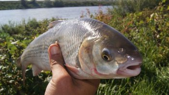 Рибалку з Львівщини оштрафували за вилов одного вирезуба причорноморського