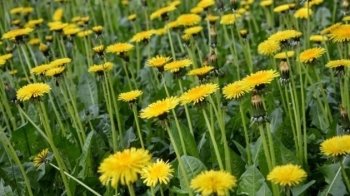 Якою буде погода на вихідних 14-15 травня на Львівщині