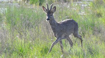 Суд на Львівщині стягнув 32 тис. грн з мисливця за впольовану козулю