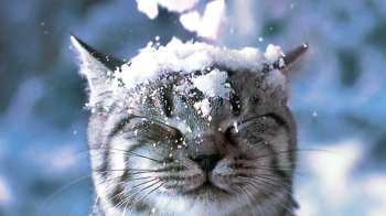 На заході України очікується сніг: синоптикиня назвала дату