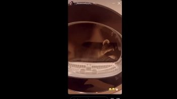 Франківчанка закрила єнота у ввімкненій пральній машинці та знімала це на відео