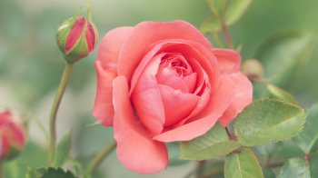 Тепло та без опадів: прогноз погоди на 3 липня на Львівщині 