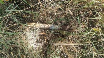 Небезпечна знахідка: у селі на Львівщині знайшли старий боєприпас