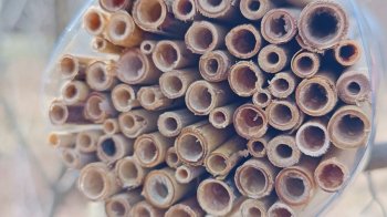 У львівському парку розвісили унікальні гнізда: просять їх не чіпати