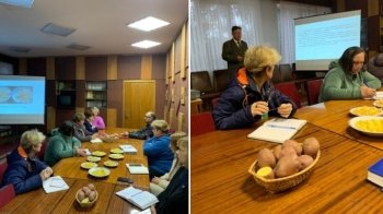 «Мірамі» та «Джавеліна»: в Україні створили два нові сорти картоплі