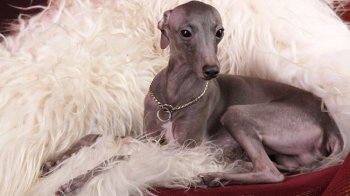 Собака заразилась мавпячою віспою після того, як лежала на ліжку разом зі своїми інфікованими господарями геями