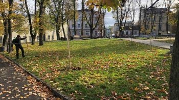 У Дрогобичі вандали поламали дерева, висаджені в пам'ять про загиблих на війні жінок