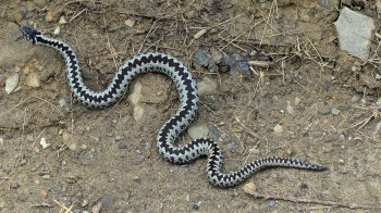 На Львівщині змія вжалила молоду жінку: потерпіла перебуває в реанімації