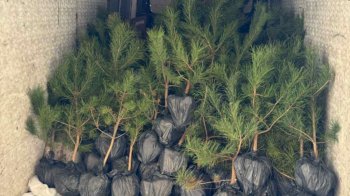 Мешканці Малехова висадили майже 100 сосен на місці колишнього стихійного сміттєзвалища