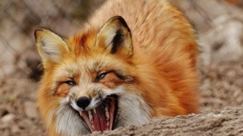 Сокільницька сільрада заборонила товариству мисливців і рибалок відстрілювати диких тварин на території громади