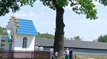 На Львівщині росте дуб, якому налічують 450 років