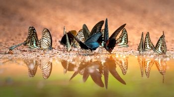 Зграї комах можуть електризувати повітря так само сильно, як гроза — вчені