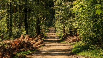 У лісі на Самбірщині знайшли тіло загиблого в аварії чоловіка