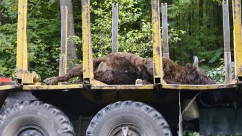 На Бродівщині вантажівка збила 700-кілограмового червонокнижного зубра