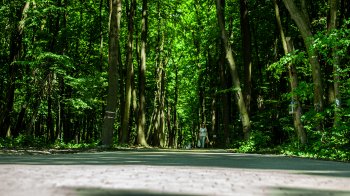 Львів’ян просять три дні не ходити у парки: у чому причина