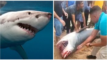 У єгипетському музеї виставлять акулу, яка вбила росіянина у Хургаді