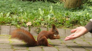 Вкусила білка в Стрийському парку: львів’янку госпіталізували