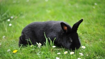 Яким буде рік Чорного Водяного Кролика або ж Кота