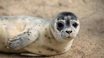 Тюлені можуть реагувати на музику так само, як і люди: вчені провели дослідження