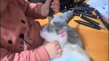 В Буську оштрафували батька дівчинки, яка розмалювала кота фломастерами