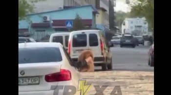 У Львові зафіксували ще один випадок знущання над тваринами: вигулювали пса з вікна машини на ходу