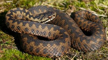 На Львівщині двічі за добу до лікарень потрапляли потерпілі від укусів змій