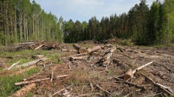 На Львівщині оштрафували ексзаступника директора лісництва за пропозицію хабаря