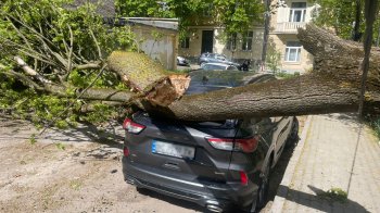 Через падіння дерева на вантажівку госпіталізували 46-річного водія