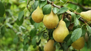 У Львові на перехресті вулиць Бандери — Чупринки висадили груші (відео)