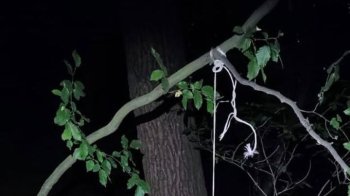 На Львівщині чоловіка підозрюють у жорстокому вбивстві сусідського собаки
