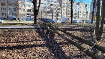 Біля Скнилівського парку у Львові на пішохідну доріжку впало дерево (фото)