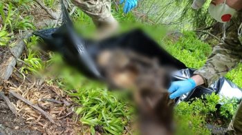Прикордонники встановлюють особу загиблого в лісі поблизу Румунії чоловіка