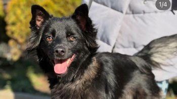 Львів’ян просять взяти на перетримку травмованих собак на час карантину