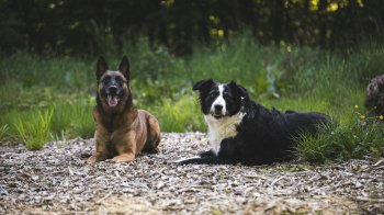 Собаки, які створюють проблеми: популярні породи з непростим характером