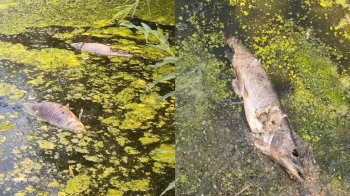 Загибла риба