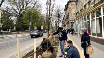 На вулиці Бандери у Львові висадили майже 90 дерев