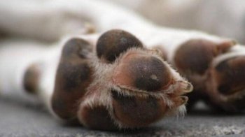 У Львові водій Range Rover збив собаку і втік з місця ДТП