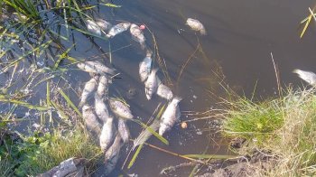 У Лисиничах перевіряють воду після загибелі понад 100 карасів