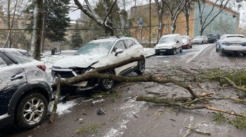 У Львові через сильний вітер дерево впало на припарковані авто
