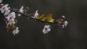 Погода у Львові на вихідні: заморозки, дощі та сильний вітер