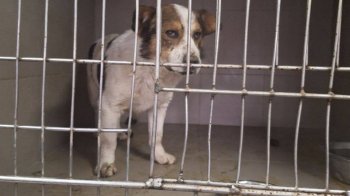 У Львові в ЛКП “Лев” вводять двомісячний карантин через смерть собаки від сказу  