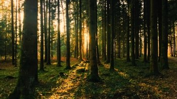 У Львівській області заборонили відвідувати ліси, щоб уникнути пожеж