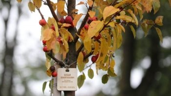 У Львові висадили 96 дерев на честь загиблих захисників України